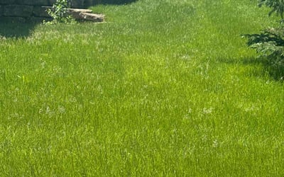 Photo of Beth H.'s yard after getting lawn care in Sun Prairie, WI