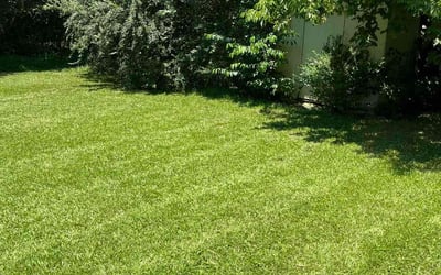 Photo of Rama T.'s yard after getting lawn care in Horn Lake, MS