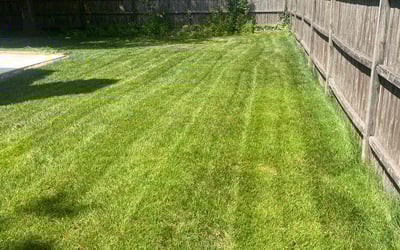 Photo of Shalon P.'s yard after getting lawn care in Gloucester City, NJ