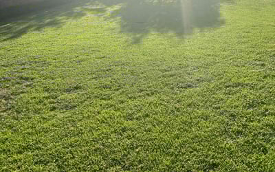 Photo of Vivvian C.'s yard after getting lawn care in St Johns, FL