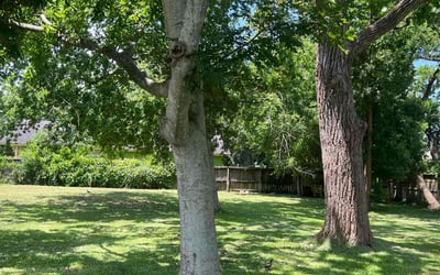 Photo of Esmeralda D.'s yard after getting lawn care in Shelton, CT
