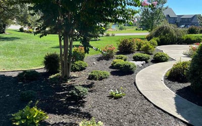 Photo of Demetrius D.'s yard after getting lawn care in Louisville, KY