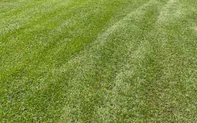 Photo of Crystal F.'s yard after getting lawn care in North Charleston, SC