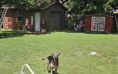 Photo of Braedon M.'s yard after getting lawn care in Lakeway, TX