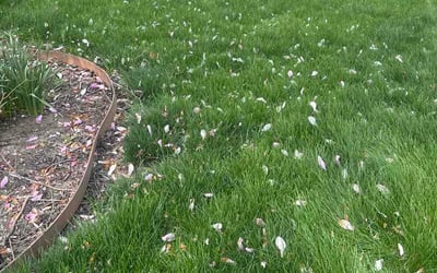 Photo of Rola R.'s yard after getting lawn care in Jacksonville, NC