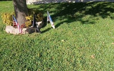 Photo of Kirsten R.'s yard after getting lawn care in Atascosa, TX