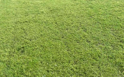 Photo of Mark M.'s yard after getting lawn care in Little Elm, TX