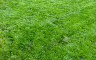 Photo of Barbara B.'s yard after getting lawn care in Renton, WA