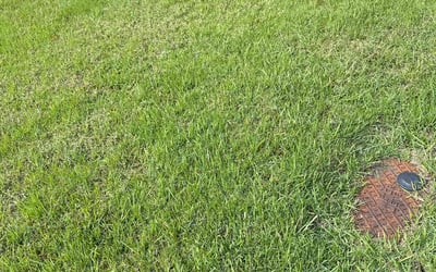 Photo of Jennifer M.'s yard after getting lawn care in Middleburg, FL