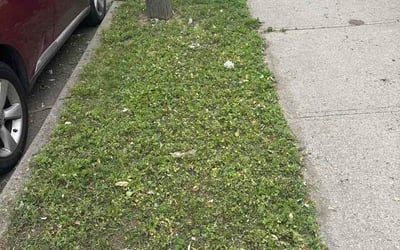 Photo of Katherine B.'s yard after getting lawn care in Toney, AL