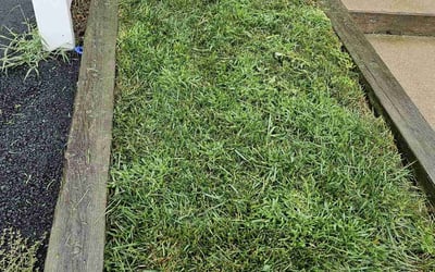 Photo of Demetrios H.'s yard after getting lawn care in Orange, NJ