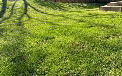 Photo of Toshia W.'s yard after getting lawn care in Brambleton, VA