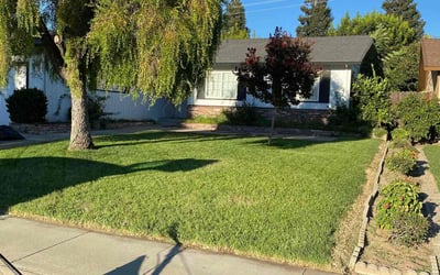 Photo of Catherine C.'s yard after getting lawn care in Manteca, CA