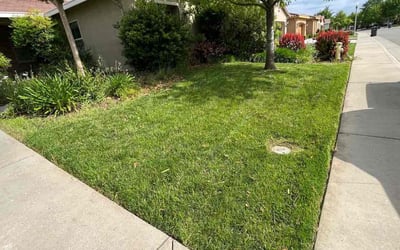 Photo of Natalie E.'s yard after getting lawn care in Lincoln, CA