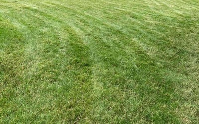 Photo of Patricia P.'s yard after getting lawn care in Hingham, MA