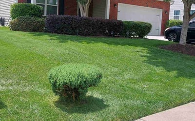 Photo of alamar R.'s yard after getting lawn care in South Plainfield, NJ