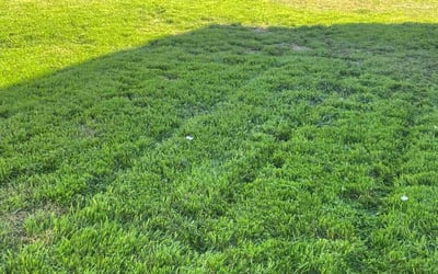 Photo of Kim T.'s yard after getting lawn care in Haslet, TX