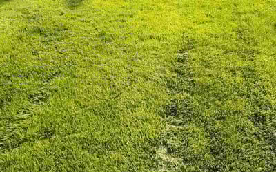 Photo of Kenny M.'s yard after getting lawn care in Forest Lake, MN