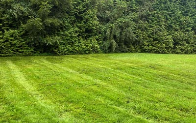 Photo of Eti I.'s yard after getting lawn care in Asheville, NC