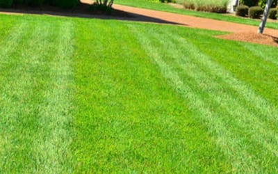 Photo of Odalis R.'s yard after getting lawn care in Morris, IL