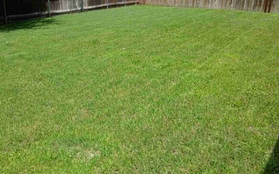 Photo of Blake H.'s yard after getting lawn care in South Richmond Hill, NY