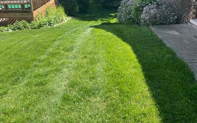 Photo of Derrick C.'s yard after getting lawn care in Cicero, IL
