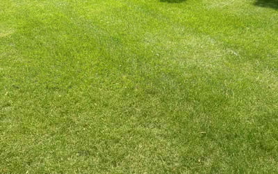 Photo of Eileen H.'s yard after getting lawn care in Livonia, MI
