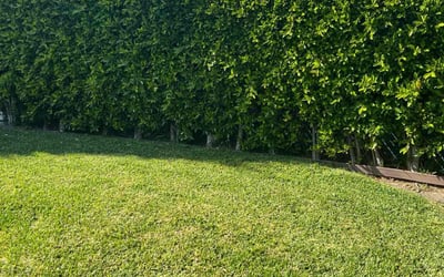 Photo of Mark K.'s yard after getting lawn care in Compton, CA