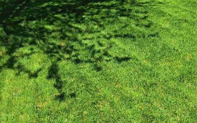 Photo of Jolinda M.'s yard after getting lawn care in Stoughton, WI