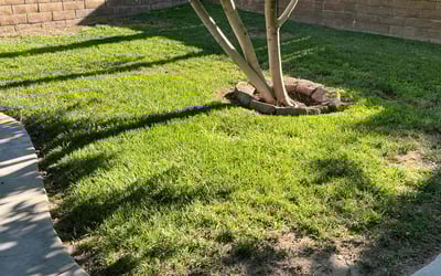 Photo of Sam W.'s yard after getting lawn care in Winchester, CA