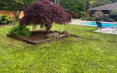 Photo of Tina F.'s yard after getting lawn care in Lakewood, WA