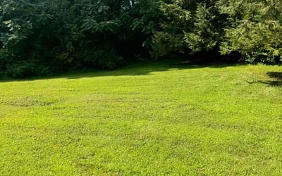 Photo of Niecy B.'s yard after getting lawn care in Wilbraham, MA