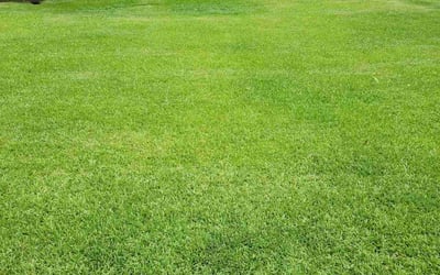 Photo of Leo P.'s yard after getting lawn care in Winnsboro, SC