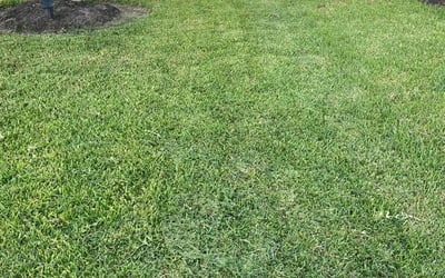 Photo of Christopher S.'s yard after getting lawn care in Richmond, TX