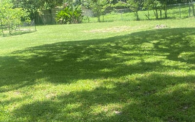 Photo of Kyle M.'s yard after getting lawn care in Melrose, MA
