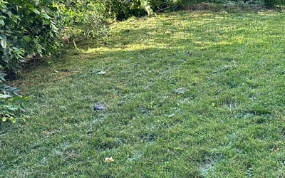 Photo of Moeen S.'s yard after getting lawn care in Old Bridge, NJ