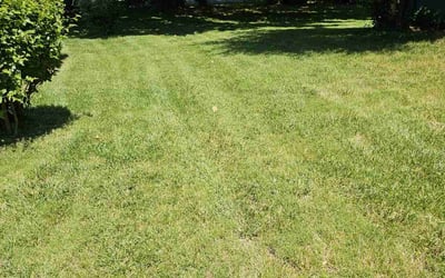 Photo of Amy A.'s yard after getting lawn care in Hyattsville, MD
