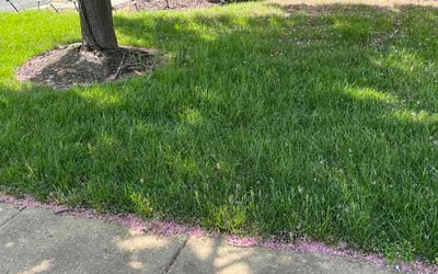 Photo of Kiara J.'s yard after getting lawn care in Winchester, VA