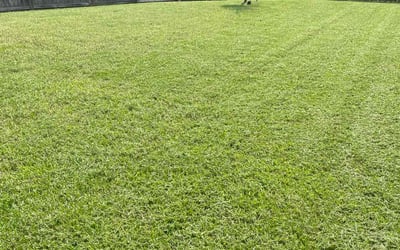 Photo of B.'s yard after getting lawn care in Denison, TX