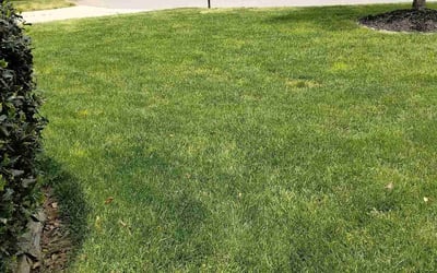 Photo of Marty O.'s yard after getting lawn care in Trinity, NC