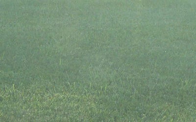 Photo of Valerie C.'s yard after getting lawn care in Oswego, NY