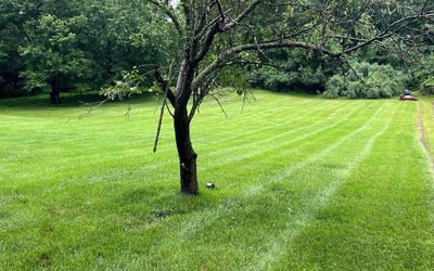 Photo of Cheri D.'s yard after getting lawn care in Monroe, NC