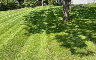 Photo of GRISELLE B.'s yard after getting lawn care in Hudsonville, MI