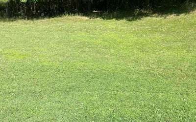 Photo of Linda S.'s yard after getting lawn care in Fort Myers, FL