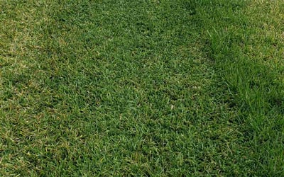 Photo of Philip P.'s yard after getting lawn care in Bradenton, FL