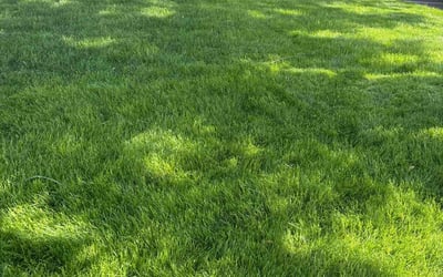 Photo of Margaret G.'s yard after getting lawn care in Melrose Park, IL