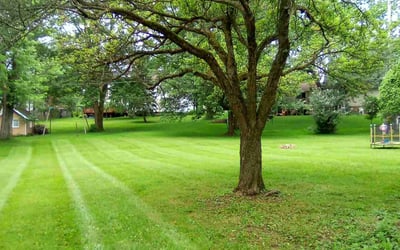 Photo of Allison B.'s yard after getting lawn care in Port Richey, FL