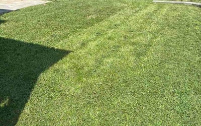 Photo of Anthony D.'s yard after getting lawn care in Farmington, MN