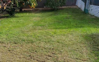 Photo of Phillip a.'s yard after getting lawn care in Laveen, AZ