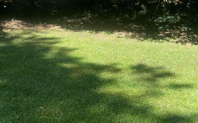 Photo of David M.'s yard after getting lawn care in Oakdale, CA